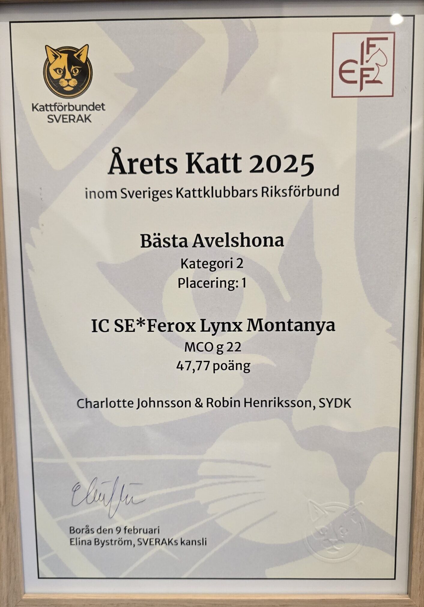 Monty_årets_avelshona_kat2_2025